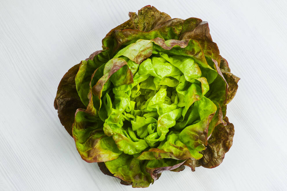 The Best 27 Batavia Salat - mountquoteq
