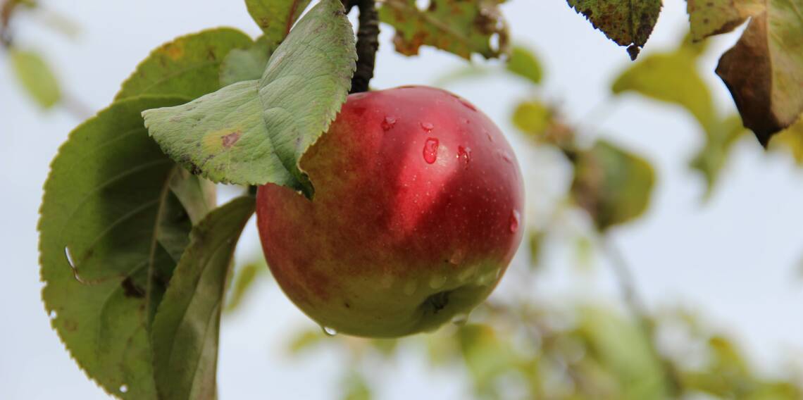 Rot-grüner Apfel am Baum hängend, von der Seite fotografiert.