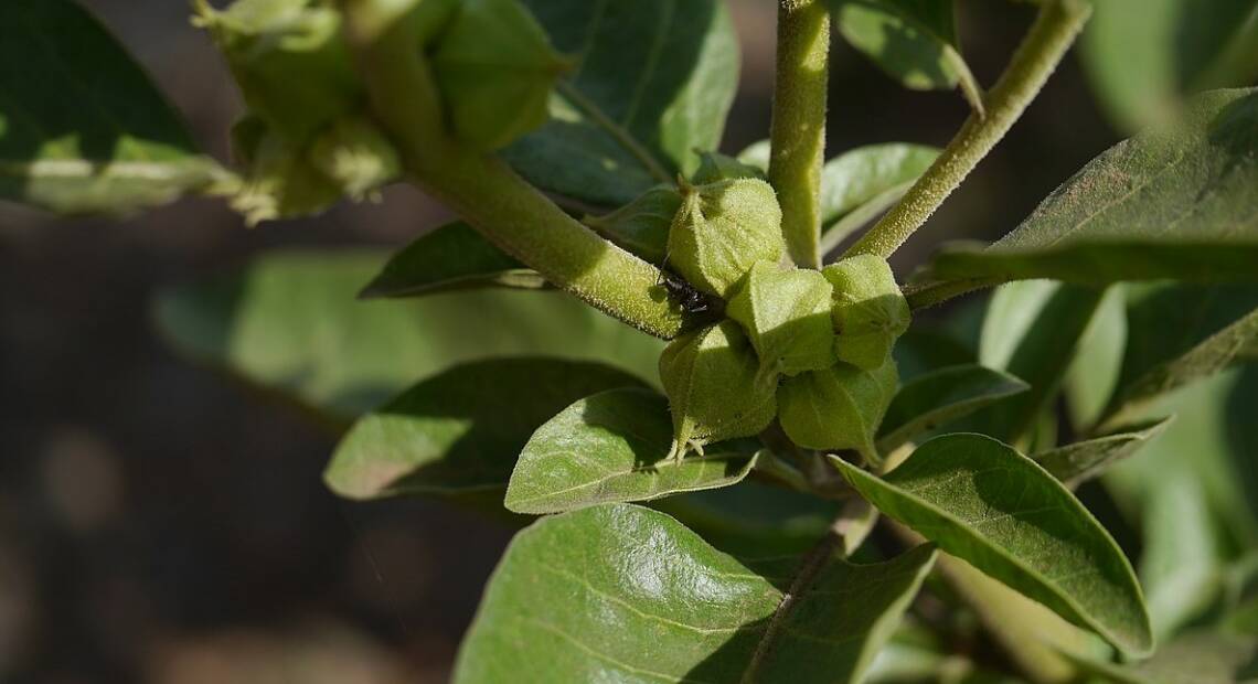 Foto eines Strauchs der Ashwagandha Pflanze (Indischer Ginseng).