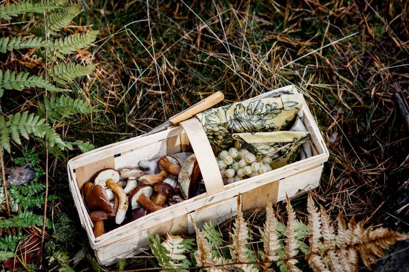 Ein Korb auf dem Waldboden, gefüllt mit Pilzen und Weintrauben in einem Bienenwachstuch.