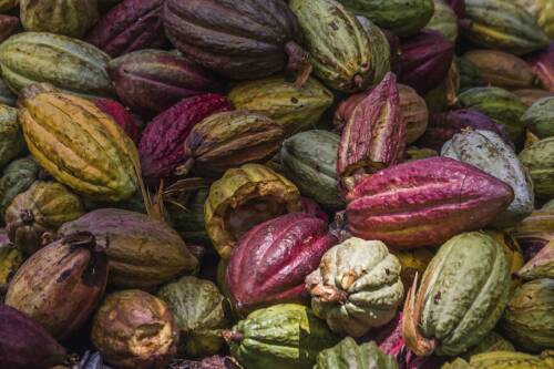 Kakaofrüchte unterschiedlicher Farben und Größen von geld-orang bis tief-rot.