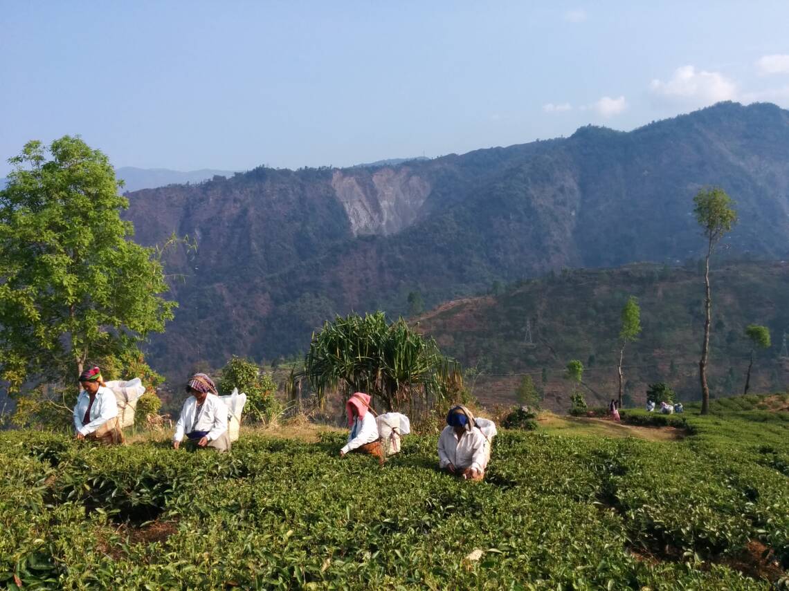 Eine grüne Teeplantage im Himalaya