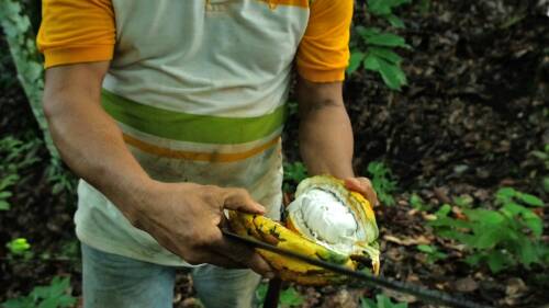 Ein Mann hält eine geöffnete Kakaofrucht, man sieht das weiße Fruchtfleisch.