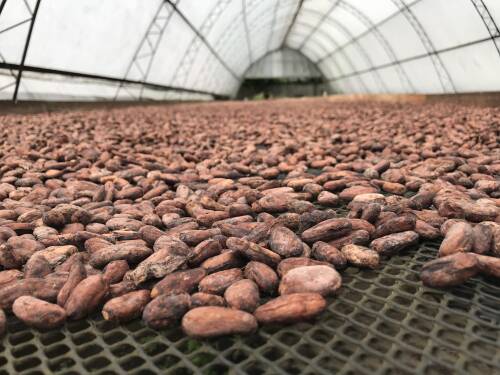 Tausende Kakaobohnen liegen zum Trocknen in einer speziellen Halle.