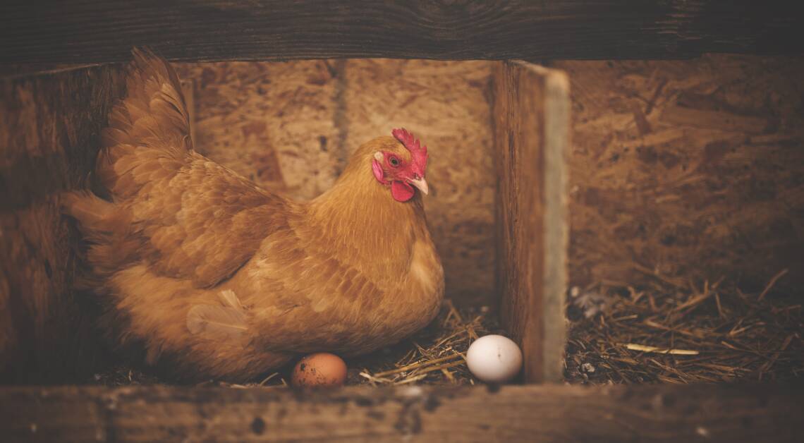Braunes Huhn mit Eiern im Kasten