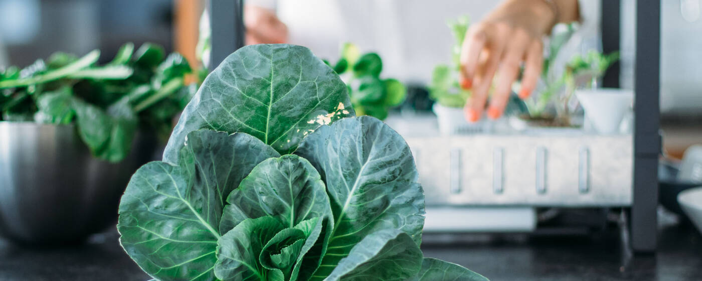 Salatanbau Im Buro Mit Ikeas Vaxer Die Ernte Sevencooks