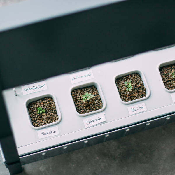 Hydrokultursystem von IKEA: das Umpflanzen - Magazin