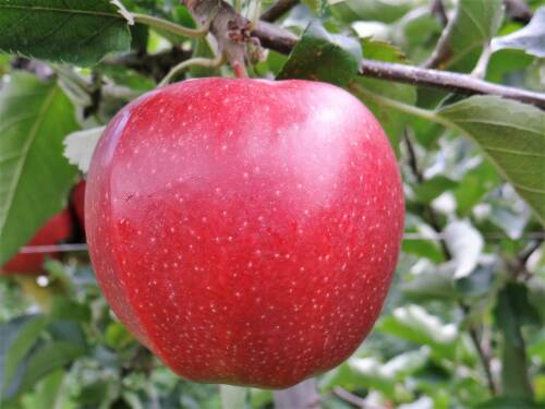 Apfel der Sorte Jonagold, hängt noch am Baum.