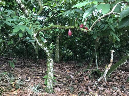 Kakaobäume mit Früchten.