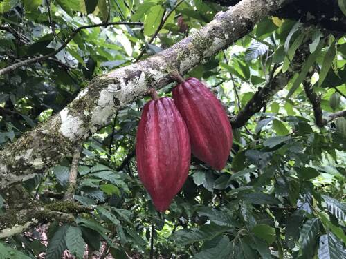 Zwei Tiefrote Kakaofrüchte an einem Baum.