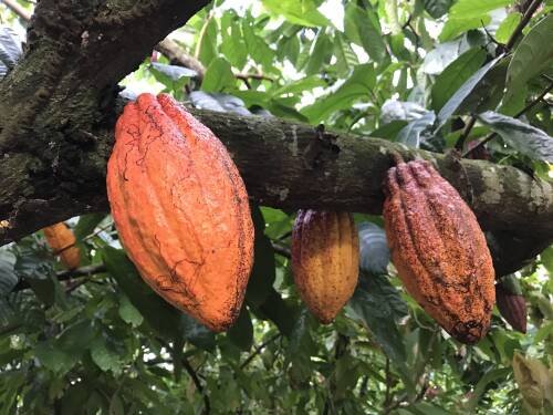 Geld-orange Kakaofrüchte an einem Baum.