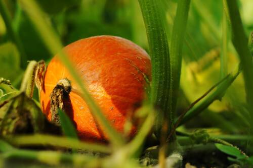 Kürbispflanze mit orangefarbenem  Kürbis daran. 