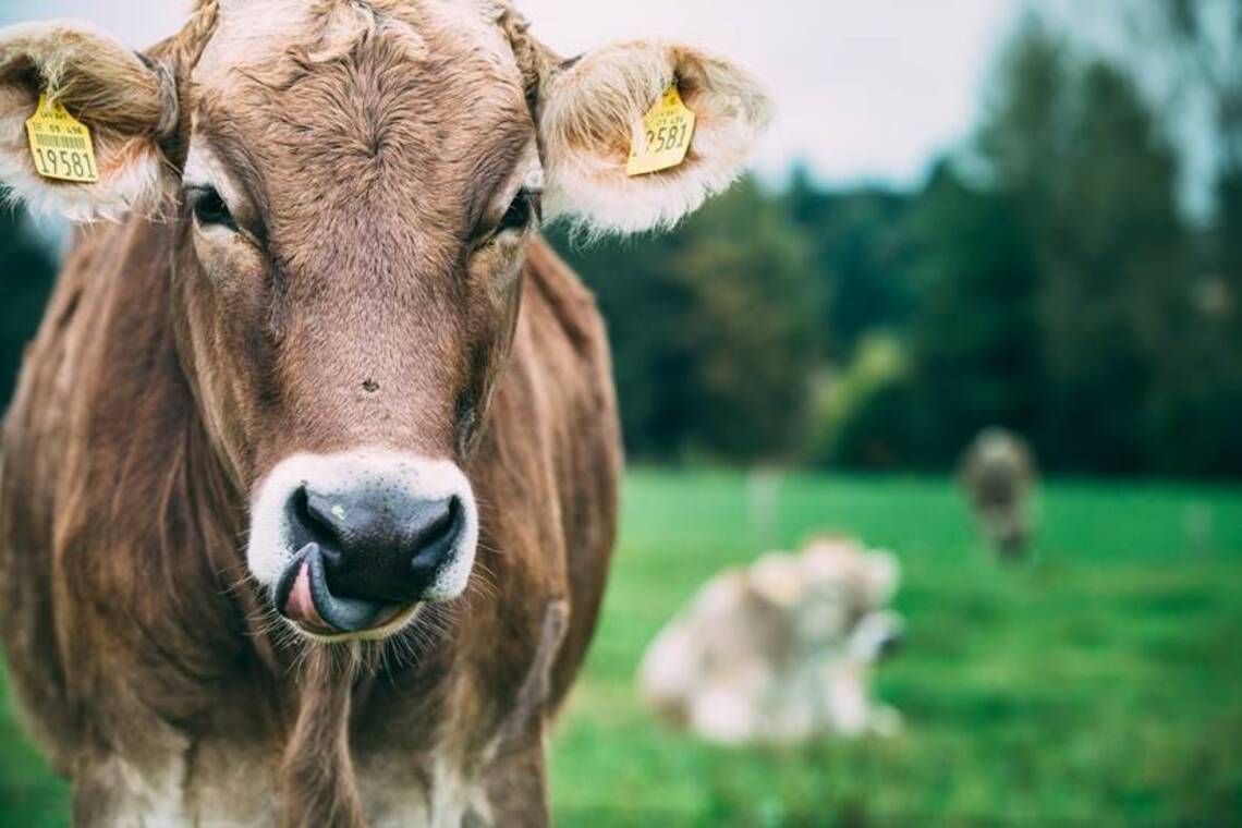 Kuh schaut in die Kamera und streckt die Zunge raus