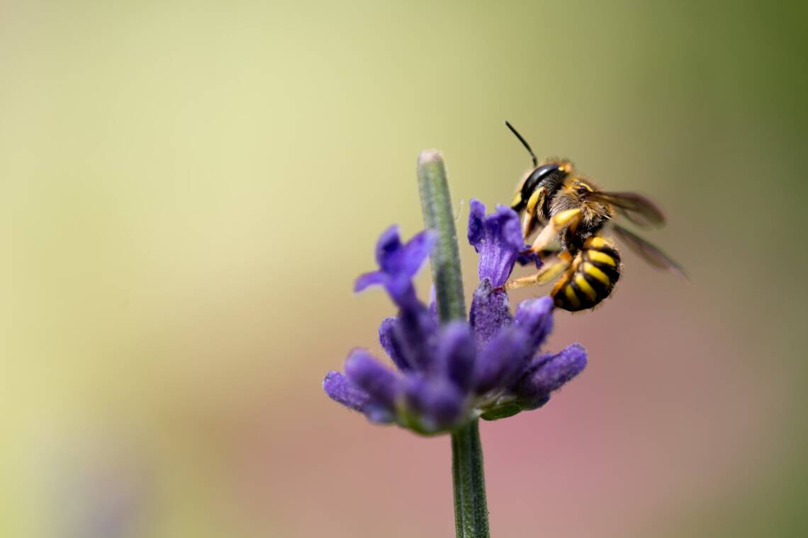 Nahaufnahme einer Biene auf einer lila Blüte