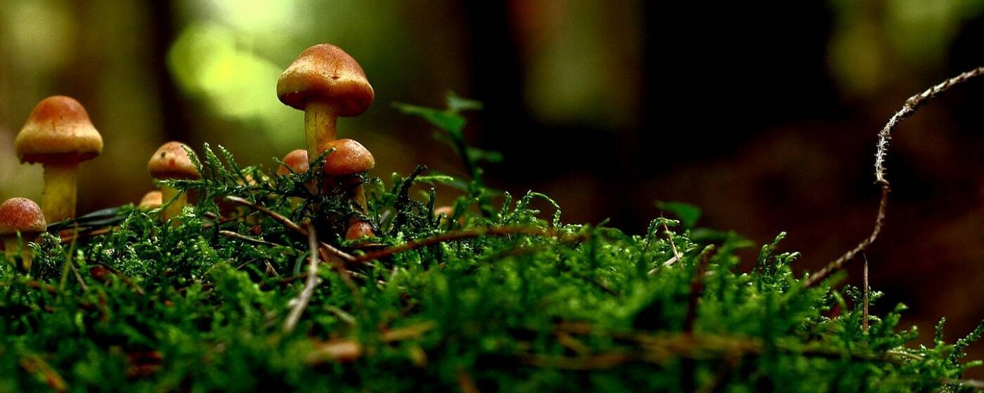 Pilze Die Direkt Vor Deiner Hausture Wachsen Sevencooks