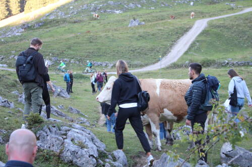 Das SevenCooks Team beim Wandern auf dem Bodenschneid - eine Kuh kreuzt den Weg.