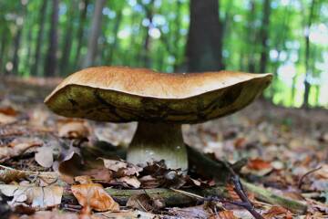 Steinpilz
