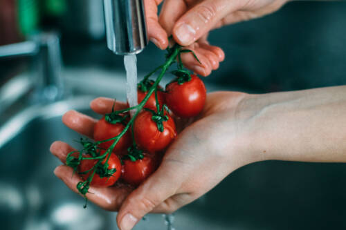 Strauch Tomaten wird unter Wasserhahn gewaschen