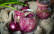 Veganes Rezept: Dreierlei Zwiebelrelish_1