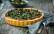 Veganes Rezept: Erbsenquiche mit Balsamico-Champignons und getrockneten Aprikosen