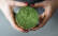 Veganes Rezept: Feldsalatsmoothie 3