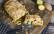 Veganes Rezept: Kartoffel-Bärlauch-Strudel_2