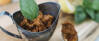 Veganes Rezept: Pesto rosso
