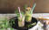 Veganes Rezept: Pfefferminz-Tee-Mojito 2