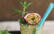 Veganes Rezept: Pfefferminz-Tee-Mojito 3