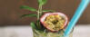 Veganes Rezept: Pfefferminz-Tee-Mojito 3