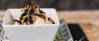 Veganes Rezept: Schwarzrettichsalat mit Joghurtdressing 1