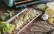 Veganes Rezept: Veganes Pesto mit Stangensellerie 3