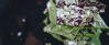 Vegetarisches Rezept: Matcha-Bruch