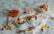 Vegetarisches Rezept: Pfirsich-Joghurt-Eis 1