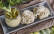 Vegetarisches Rezept: Stangensellerie-Pesto mit Tagliatelle 2