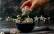 Vegetarisches Rezept: Wespennester 3