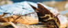 Vegetarisches Rezept: Zebrakuchen_2