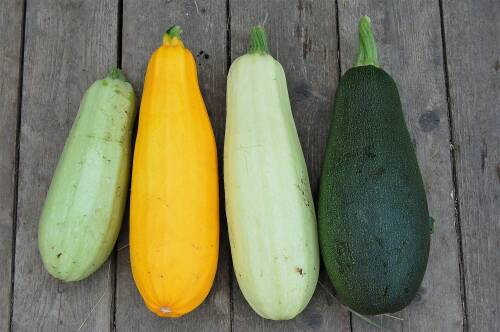 Hellgrüne, gelbe, weiße und grüne Zucchini aus Eigenanbau